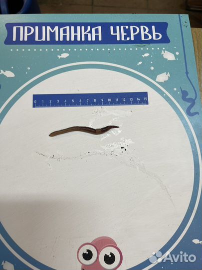 Червь дендробена