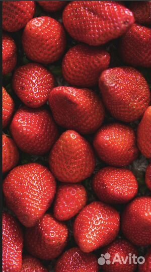 Рассада клубники