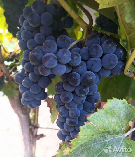 Виноград Изабелла