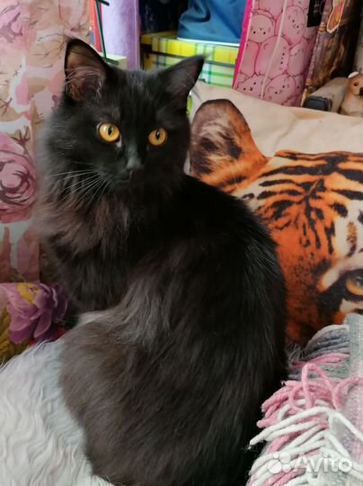 Кот Елисей