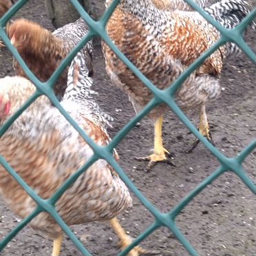 Молодые петухи