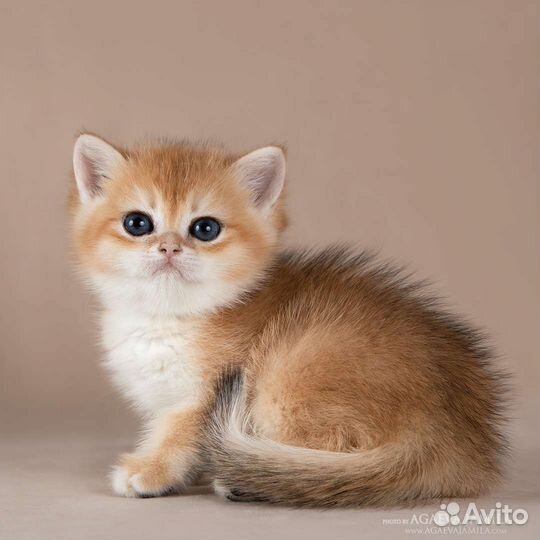 Котята золотые британские шиншиллы
