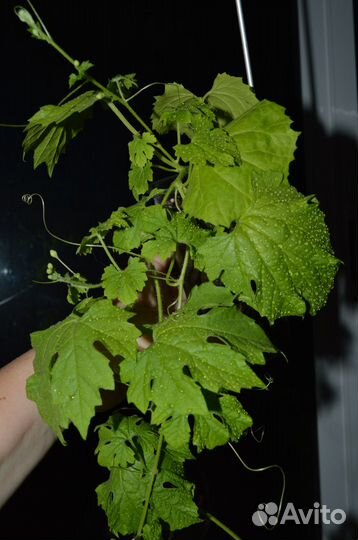 Момордика. Осталось немного