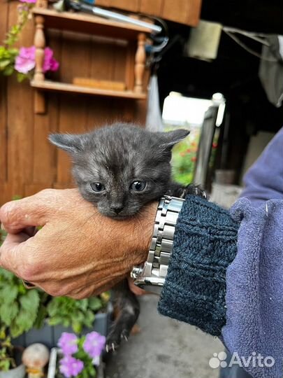 Кот, кошка, котята