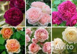 Английские Розы саженцы 65 сортов
