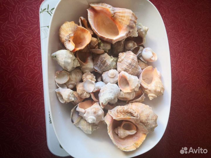 Ракушки для аквариума