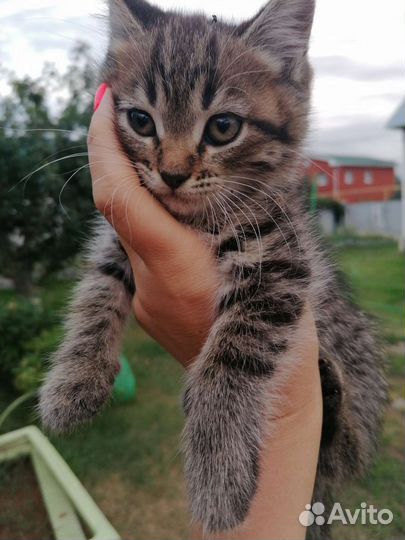 Котята