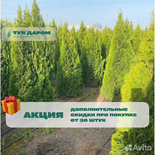 Туя брабант 210 см