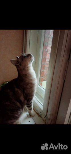 Котик молодой шотландец