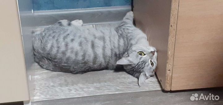 Кошка в добрые руки бесплатно