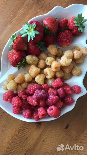 Саженцы: малина, ежевика, киви,клубника