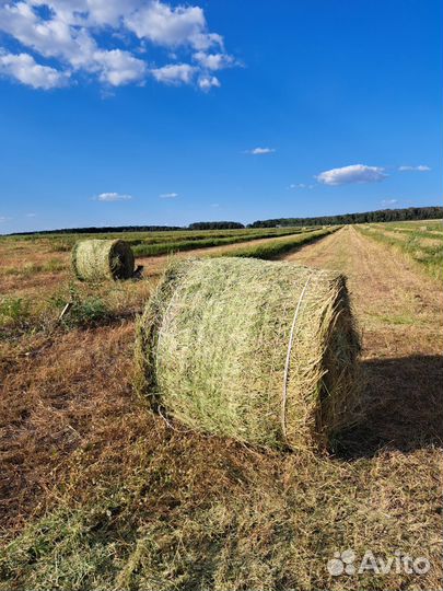 Сено люцерна второй укос