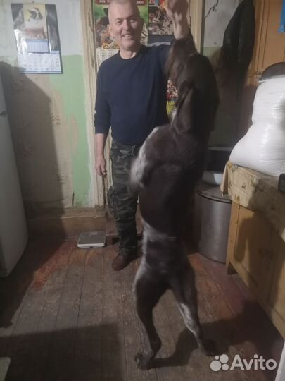 Курцхаар(дратхаар) вязка