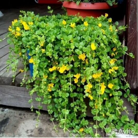 Вербейник монетчатый (лизимахия)