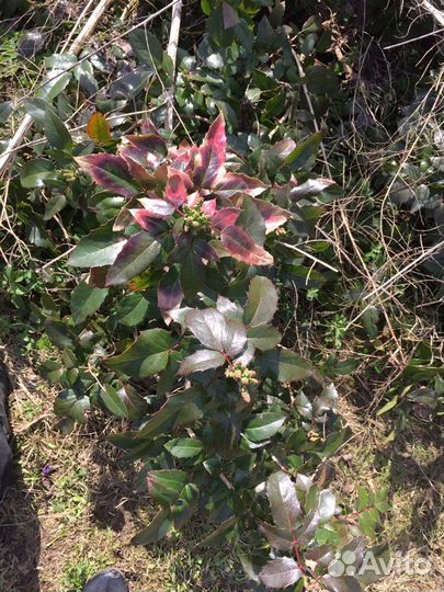 Падуболистный кустарник (магония)