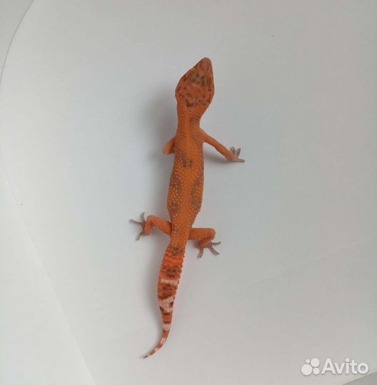 Эублефар (Blood)