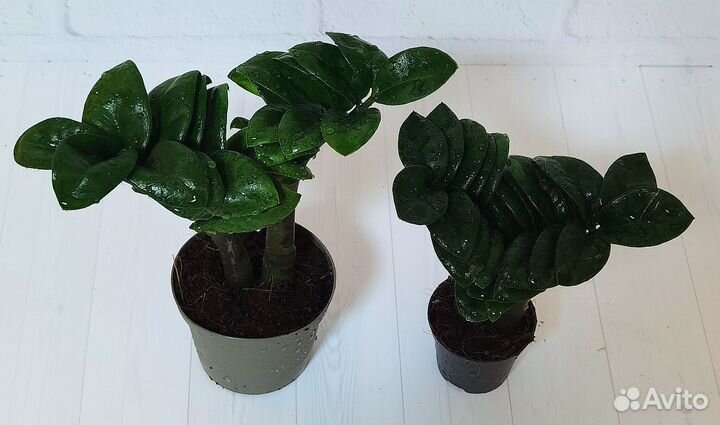 Замиокулькас Зензи замиифолия, долларовое дерево