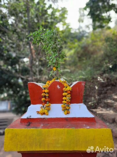 Семена Туласи (Tulsi, Tulasi)