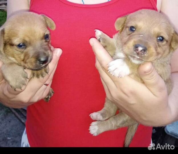 Щенки