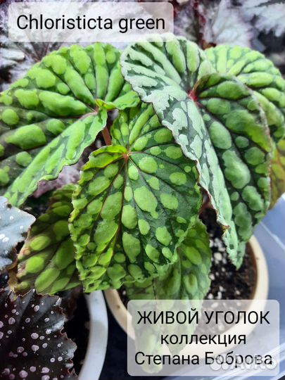 Сортовые бегонии