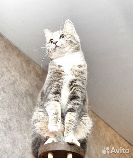 Кошечка Лили