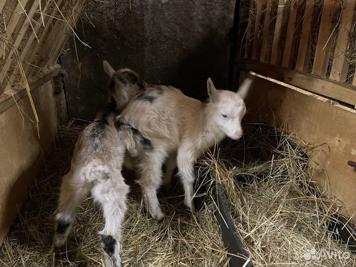 Козы дойные