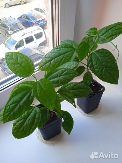 Клеродендрум Томпсона