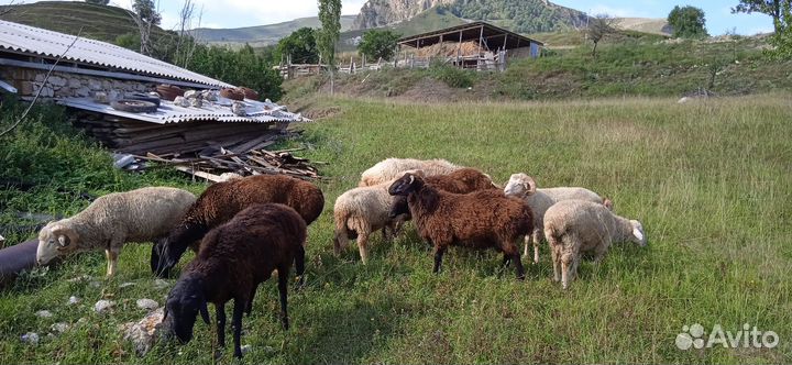 Овцы бараны