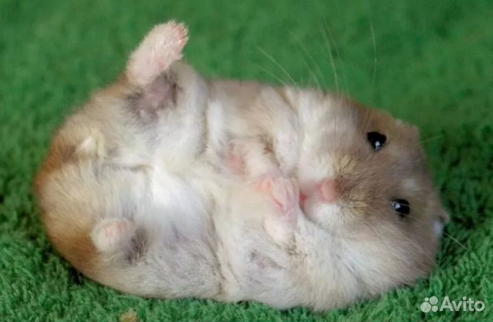 Разноцветные джунгарские хомячата