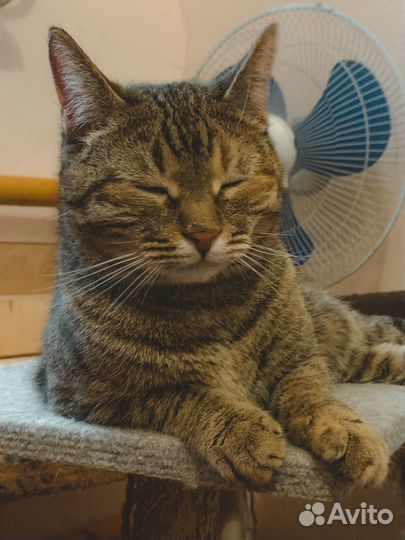 Кошка Олеся (из приюта)