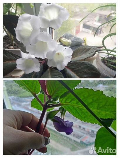 Глоксинья лист, золотой ус, каланхоэ, кактус