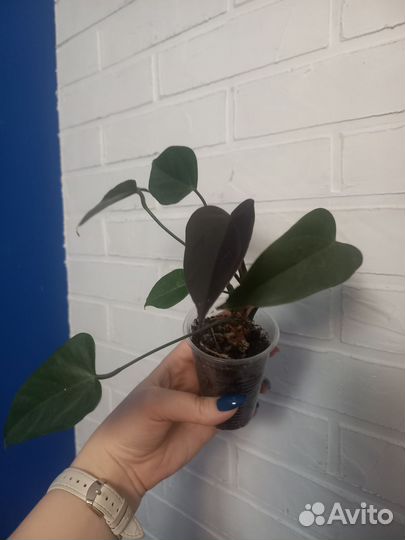 Ананас, декабрист, антуриум