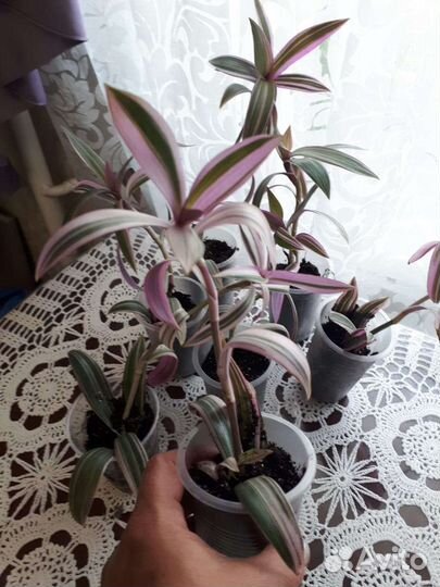 Традесканция зебрина фиолетовая