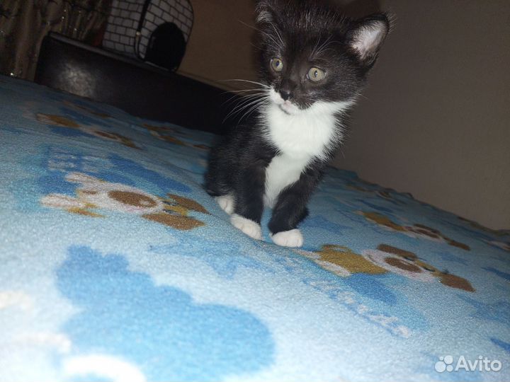 Котёнок дар