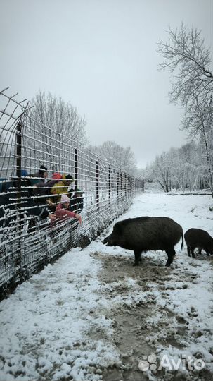 Поход для вашего школьника