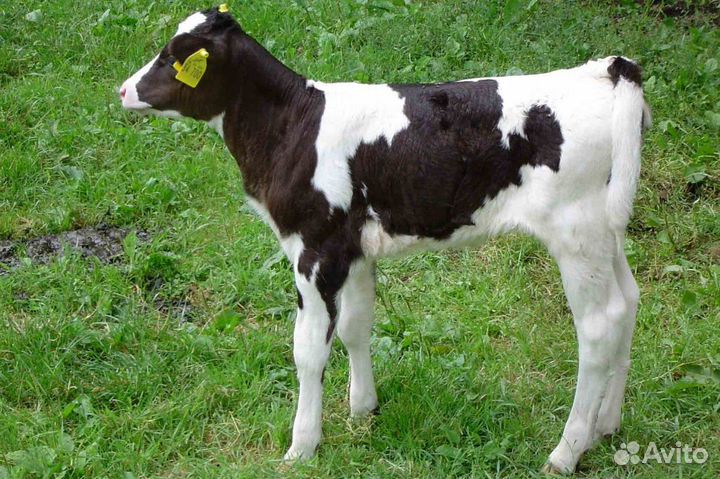 Телята бычки