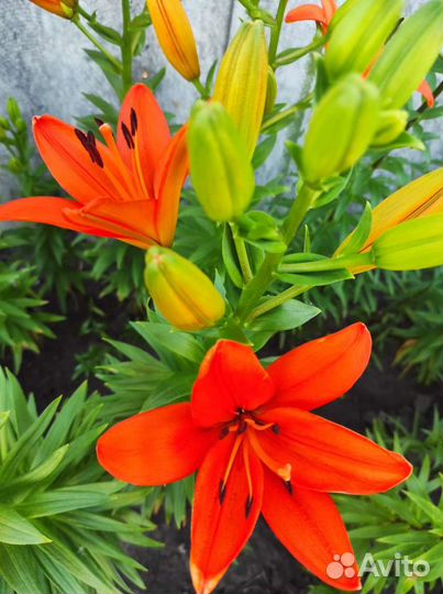 Лилии луковицы