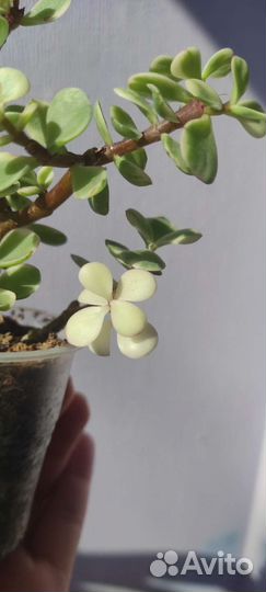 Портулакария афра