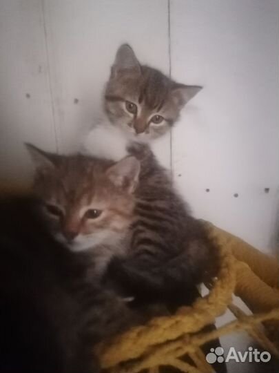 Кошка в дар бесплатно