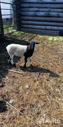 Дорпер ярки, баран, овцематка