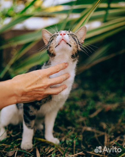 Молодой котик