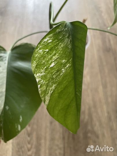 Монстера альба