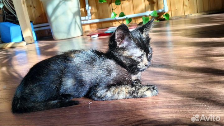 Кошка в дар