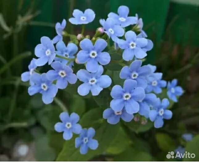 Луковицы нарциссов