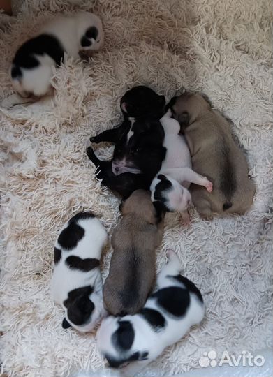 Французики