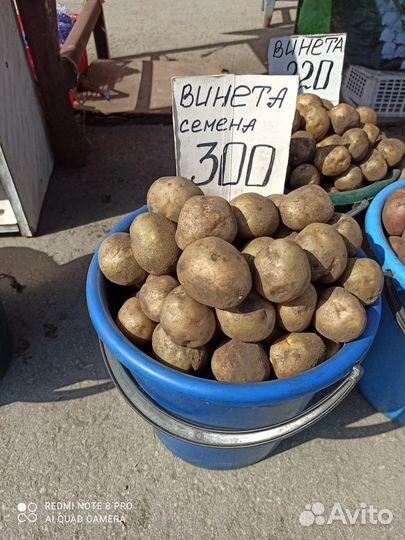 Семенной картофель и Семена овощей