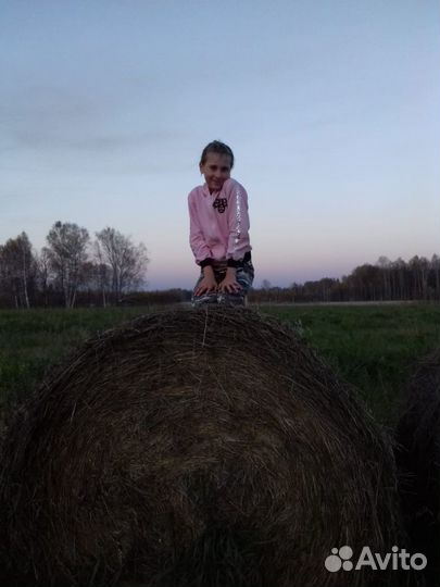 Сено в рулонах