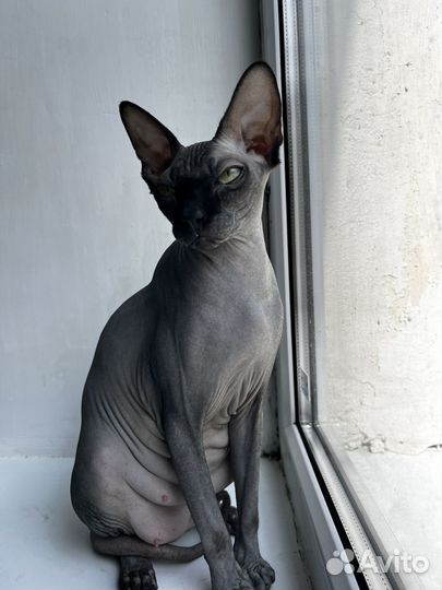 Котята Канадский сфинкс эльф
