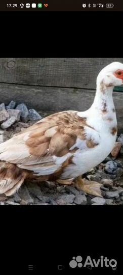 Селезень индоутки