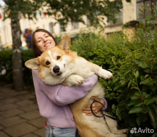 Передержка, выгул, зооняня, кинолог